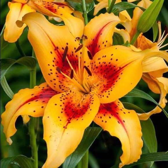 💐 Flowers Oil 💐| Press on Nails | Fake Nails - Picture 7 of 11